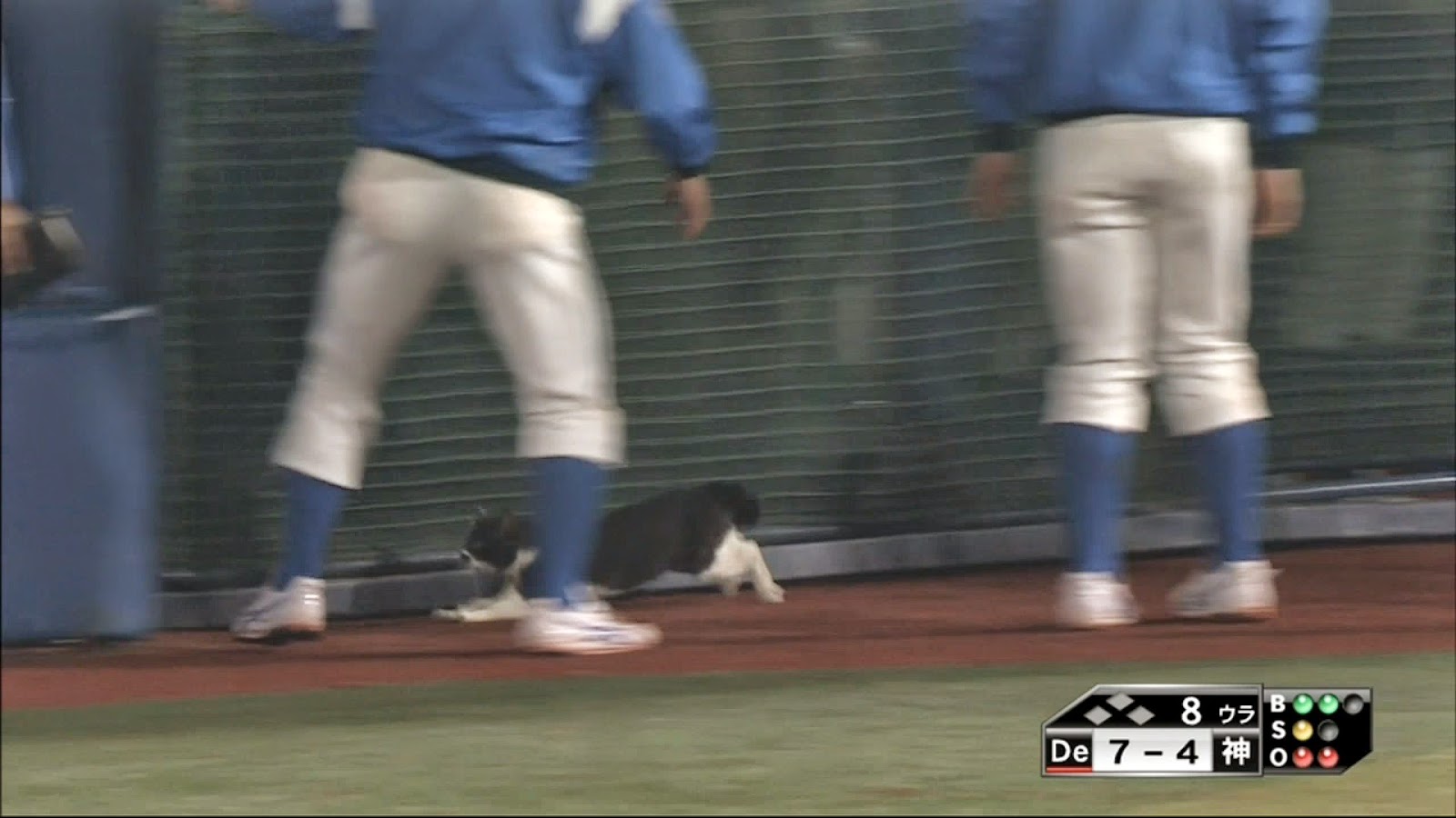 Gif また横浜スタジアムに猫が現れる 野球まとめに自信ニキ