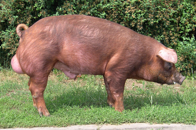 Cerdo Duroc