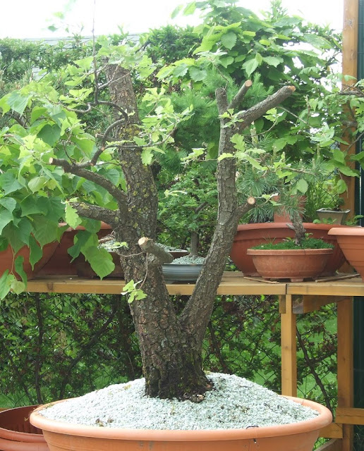 Maros Bonsai Blog Letné kopanie yamadori dubov/ Summer collecting of yamdori Quercus