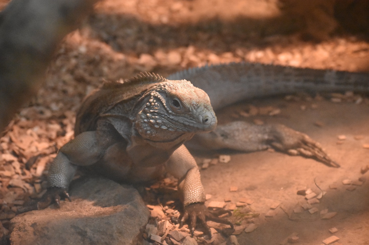 ZOOTOGRAFIANDO (5.836 ANIMALS) IGUANA AZUL / BLUE IGUANA (Cyclura lewisi)