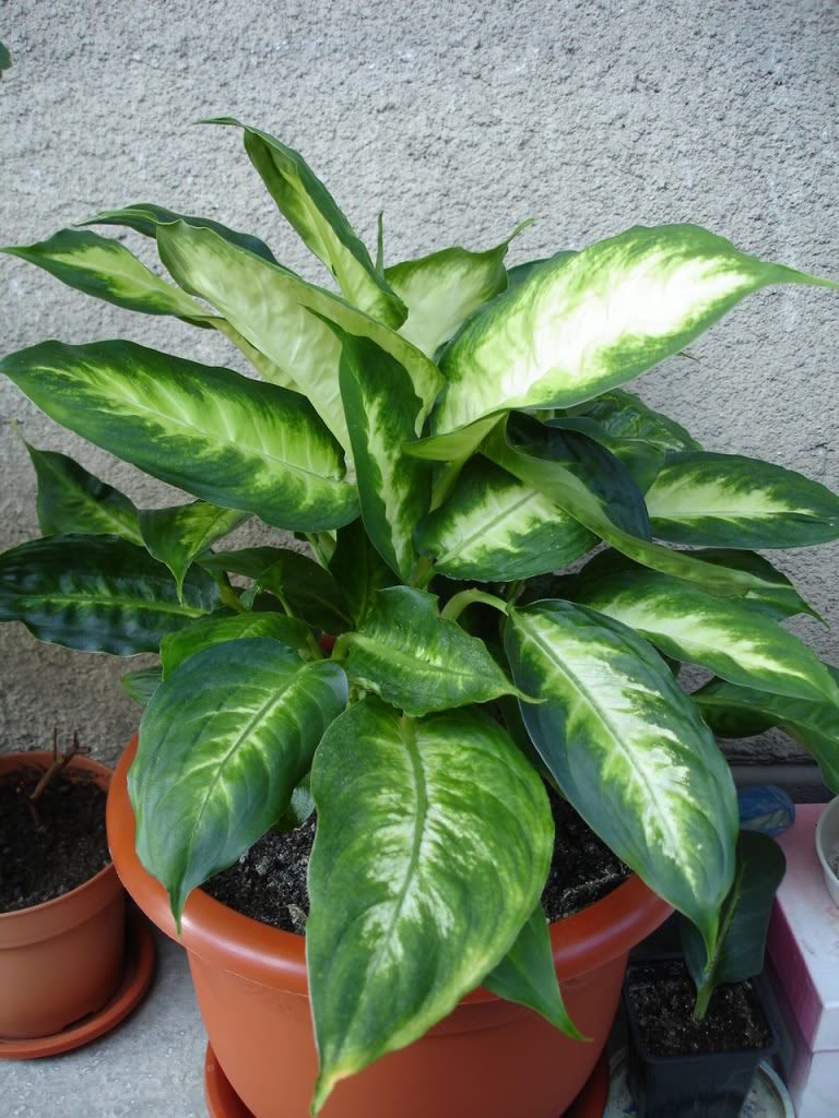 Pets R My World What kind of plants can dogs NOT eat?