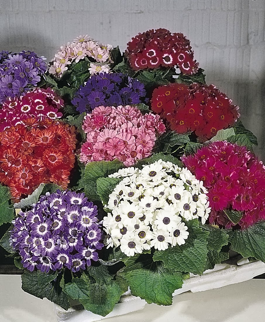 праздник цветов в доу. цинерария крестовник. анфестирия. развлечение для малышей праздник цветов. хризантема шаровидная садовая.