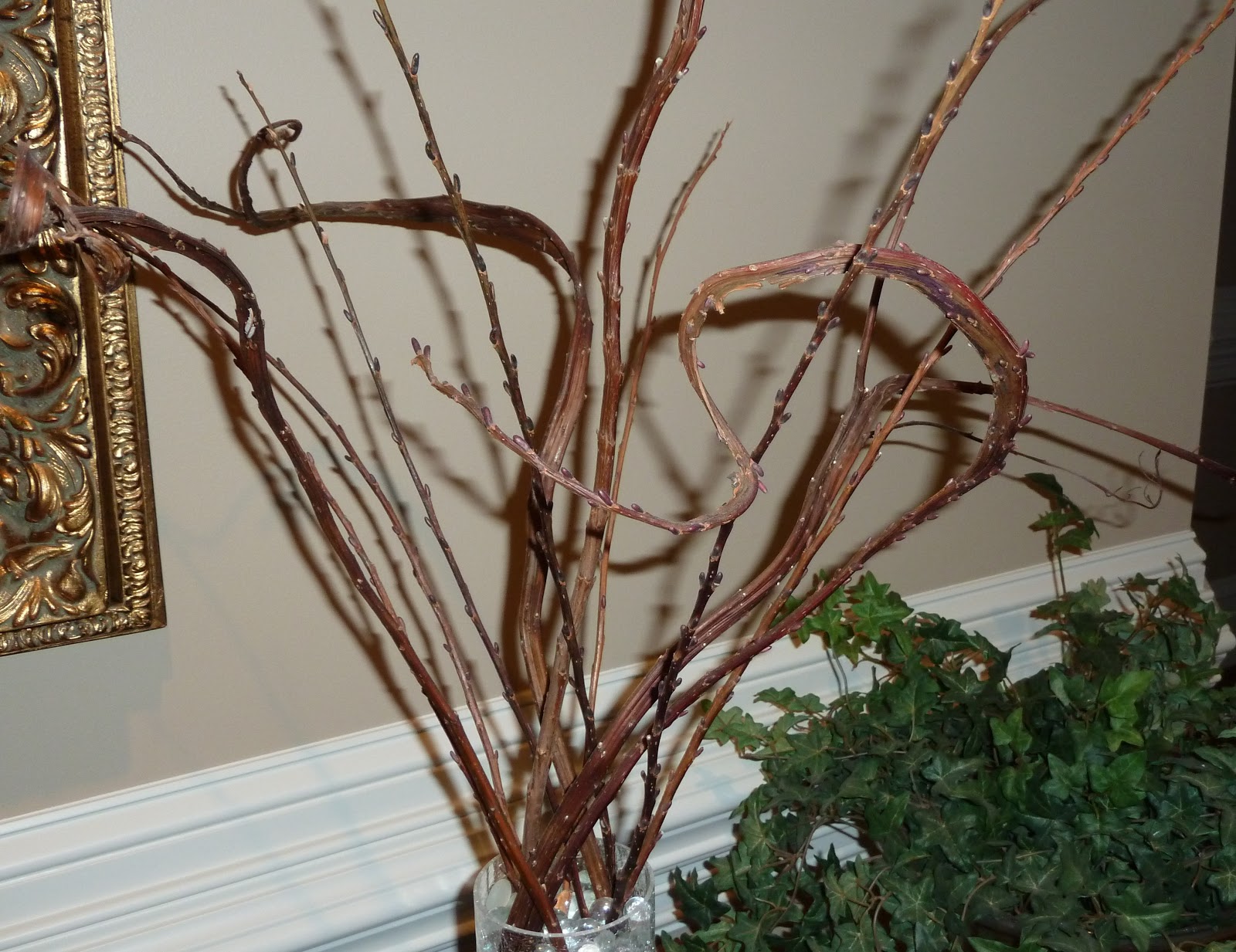 Cheryl's 2 Cents' Worth Growing Pussy Willows and Curly Willows