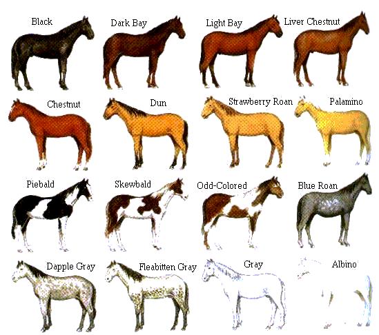 Horse crazy: Horse colors