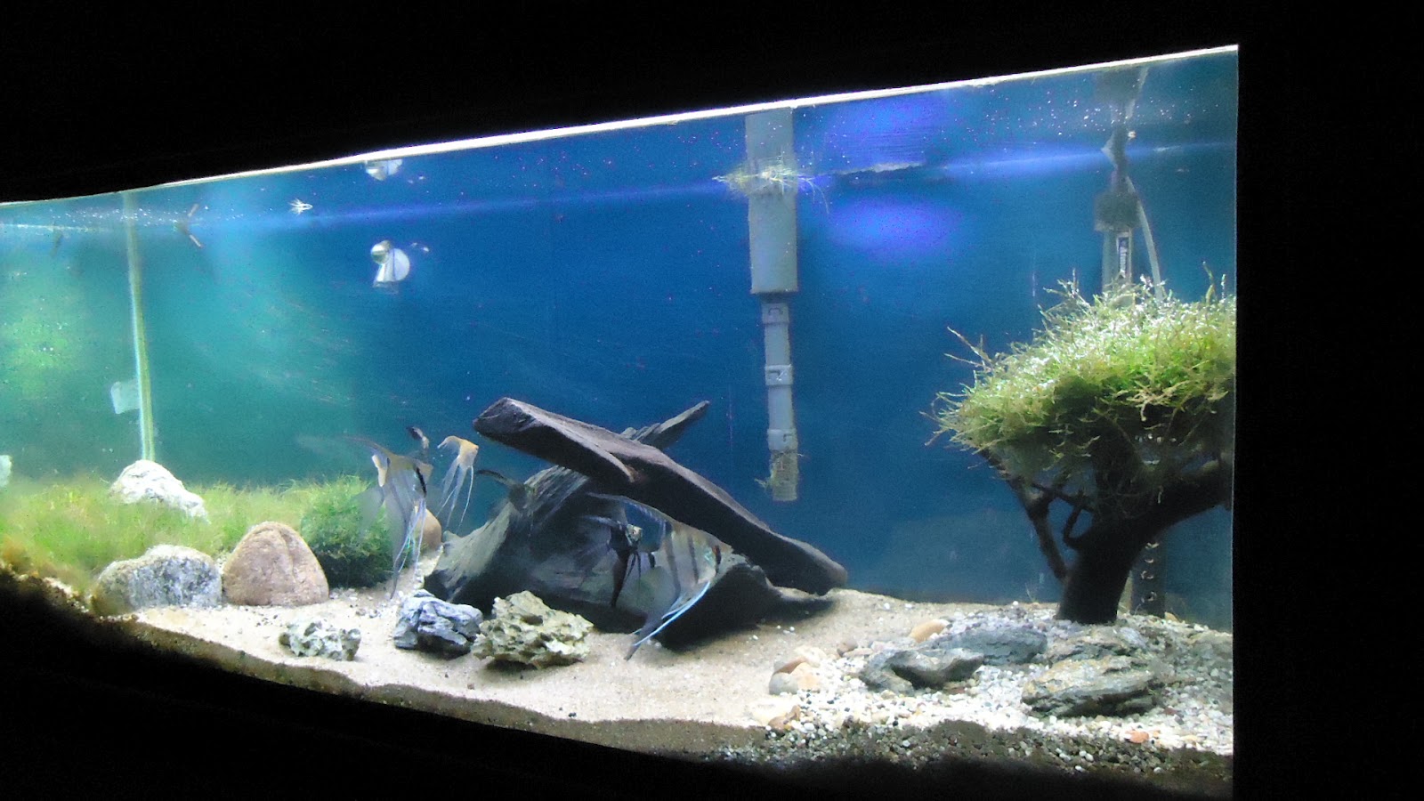 Aquário Plantado Aquário Area de Laser Uma montagem bem simples