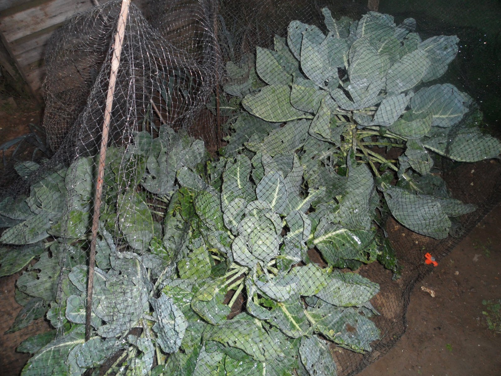 Two Swedes and a Bag of Potatoes August 2013