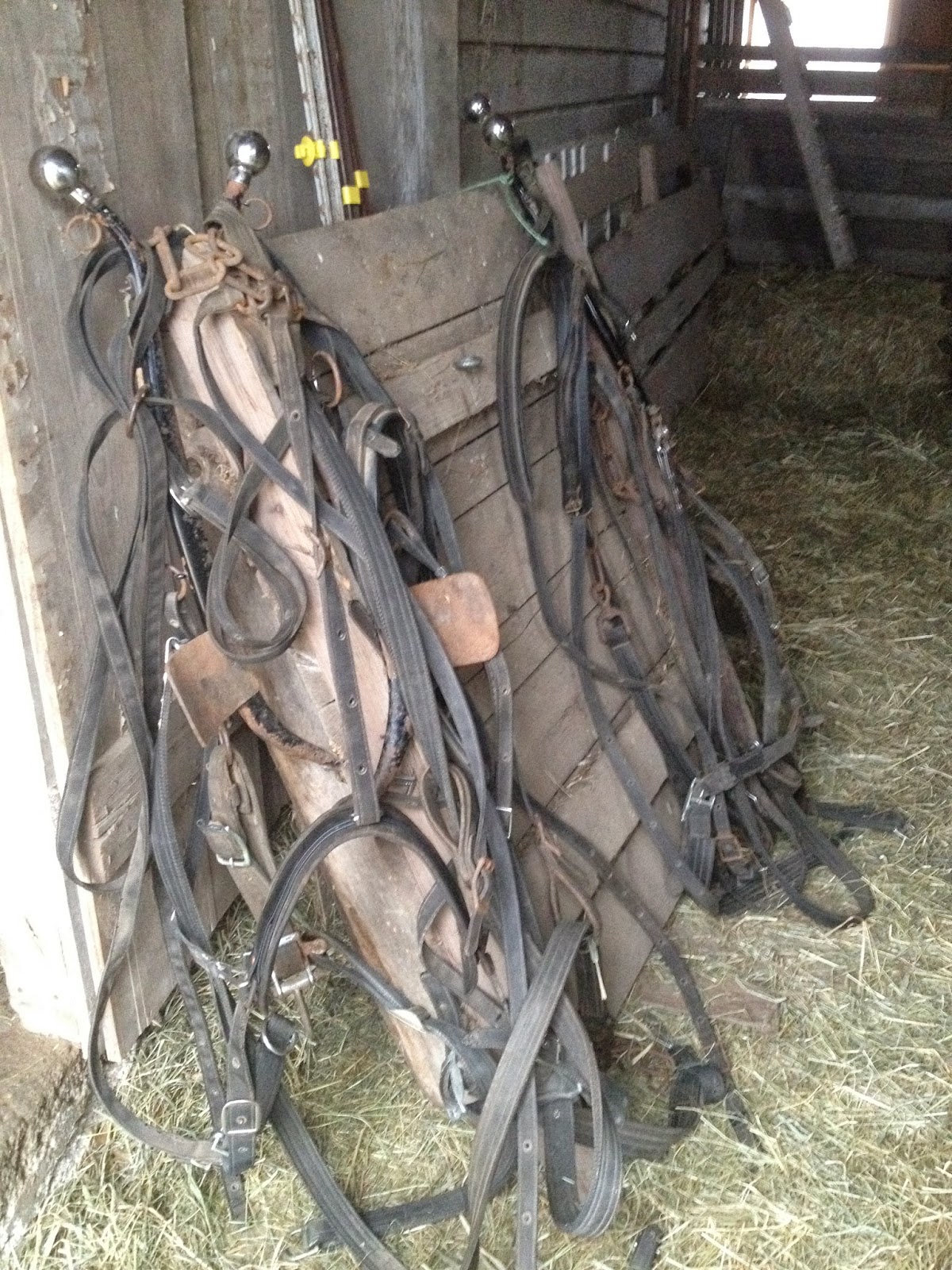 Amish Horses Nylon Harness Shop