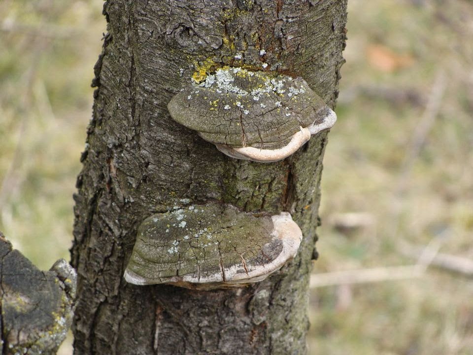 Phellinus pomaceus DSC30386