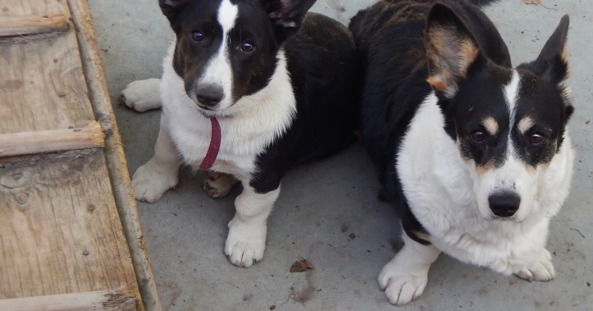 Big Ears Kennel Catching A Few Rays