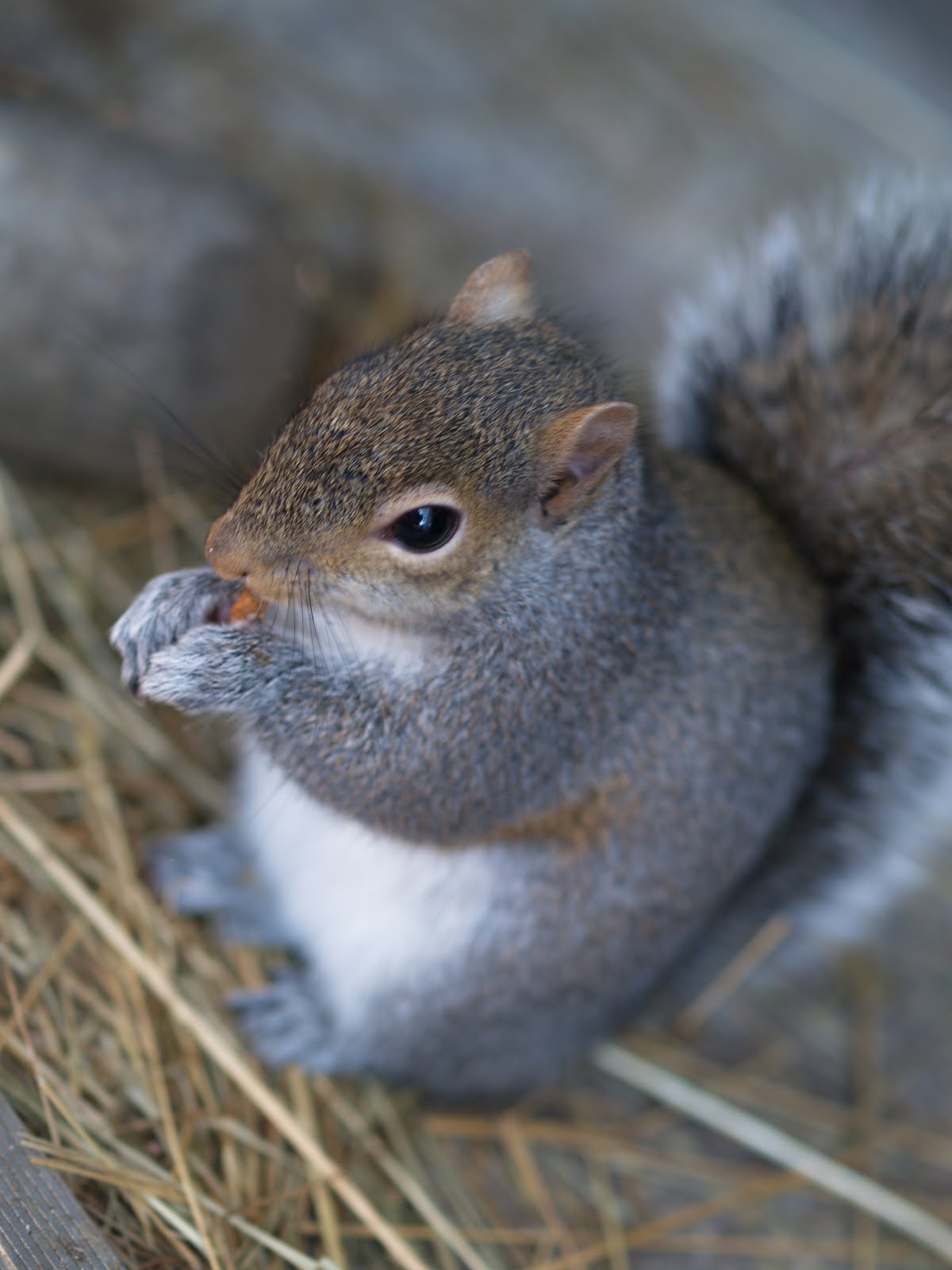 Providence Farm Squirrel Eggs