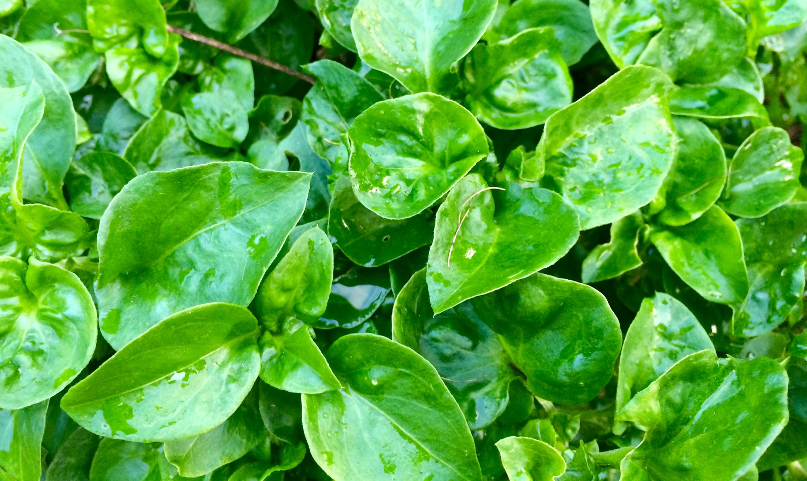 Our Permaculture Life Live Simply 14 Ways To Save Money And Avoid Debt