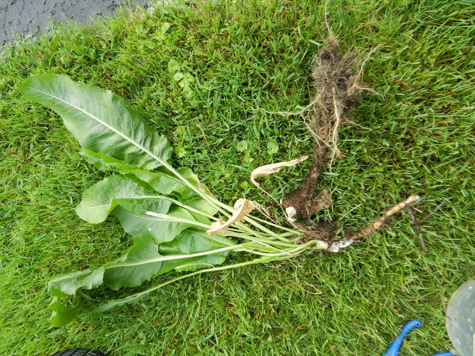 Mi Lake Home Garden How To Grow And Preserve Horseradish