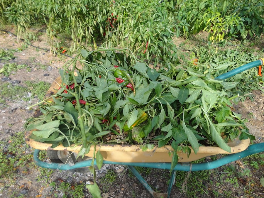 CARRETILLA CON MATAS DE PIMIENTOS PARA AÑADIR A LA COMPOSTERA.