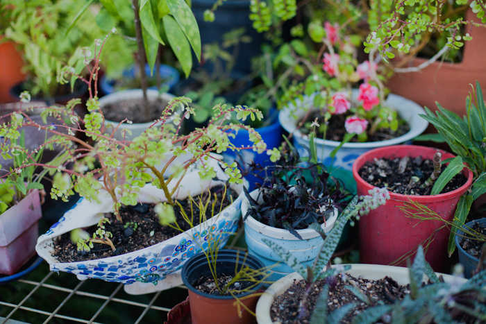 greenhouse plants qld greenhouse