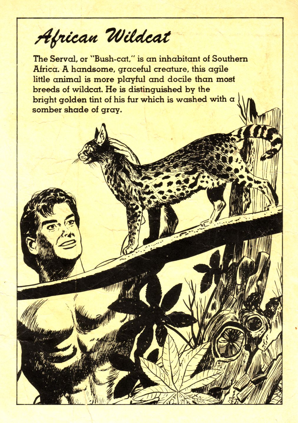 Read online Tarzan (1948) comic -  Issue #131 - 35