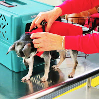 Dog being removed from pet carrier.