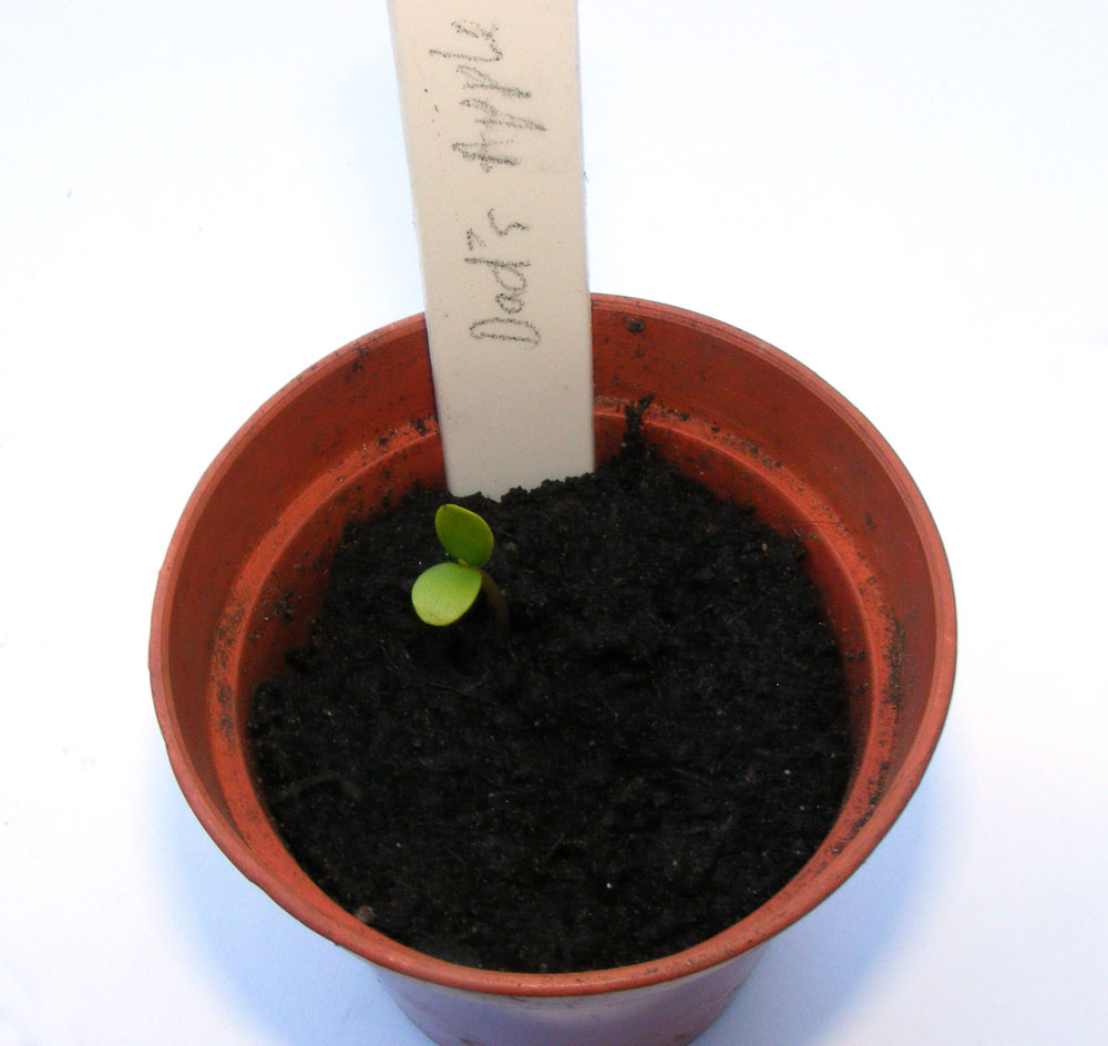 Sooz Jewels How to grow an apple tree from a pip