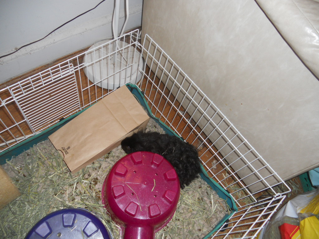 Cavy Savvy A Guinea Pig Blog Toys for Guinea Pigs Paper Bags