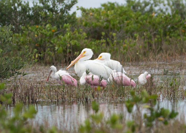 American White Pelican - Merritt Island, Florida American White Pelican - Merritt Island, Florida