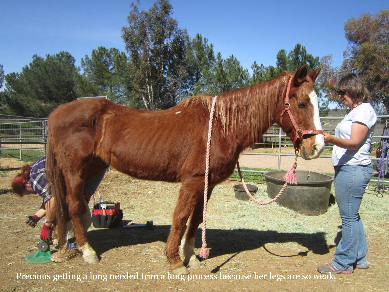 Equine WellBeing Rescue, Inc. Grandma, Mama and baby!!!!