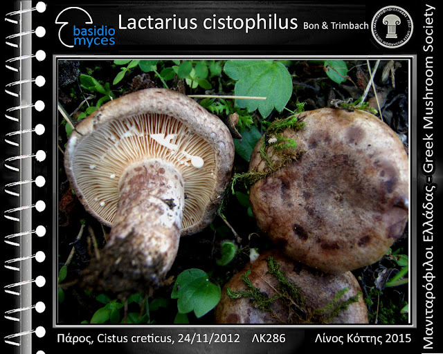 Lactarius cistophilus Bon & Trimbach