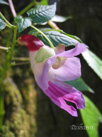 parrot-flower3.jpg