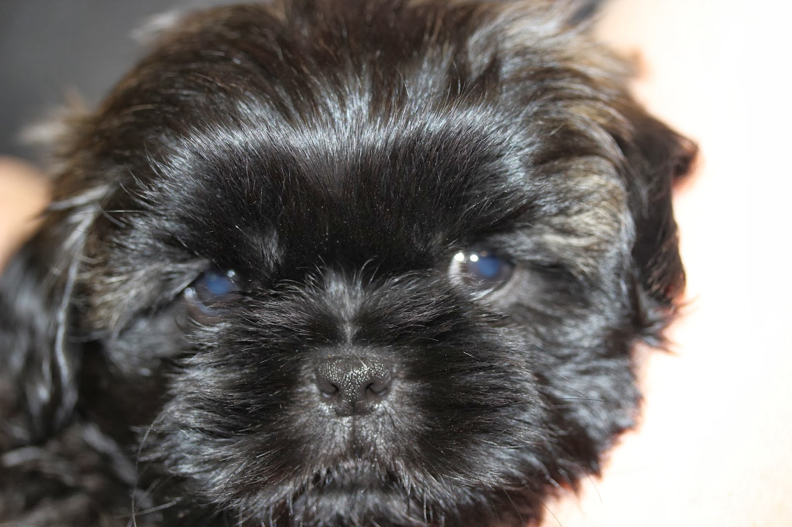 Tarry Home Tzus the home of the Chinese Chrysanthemum Dog