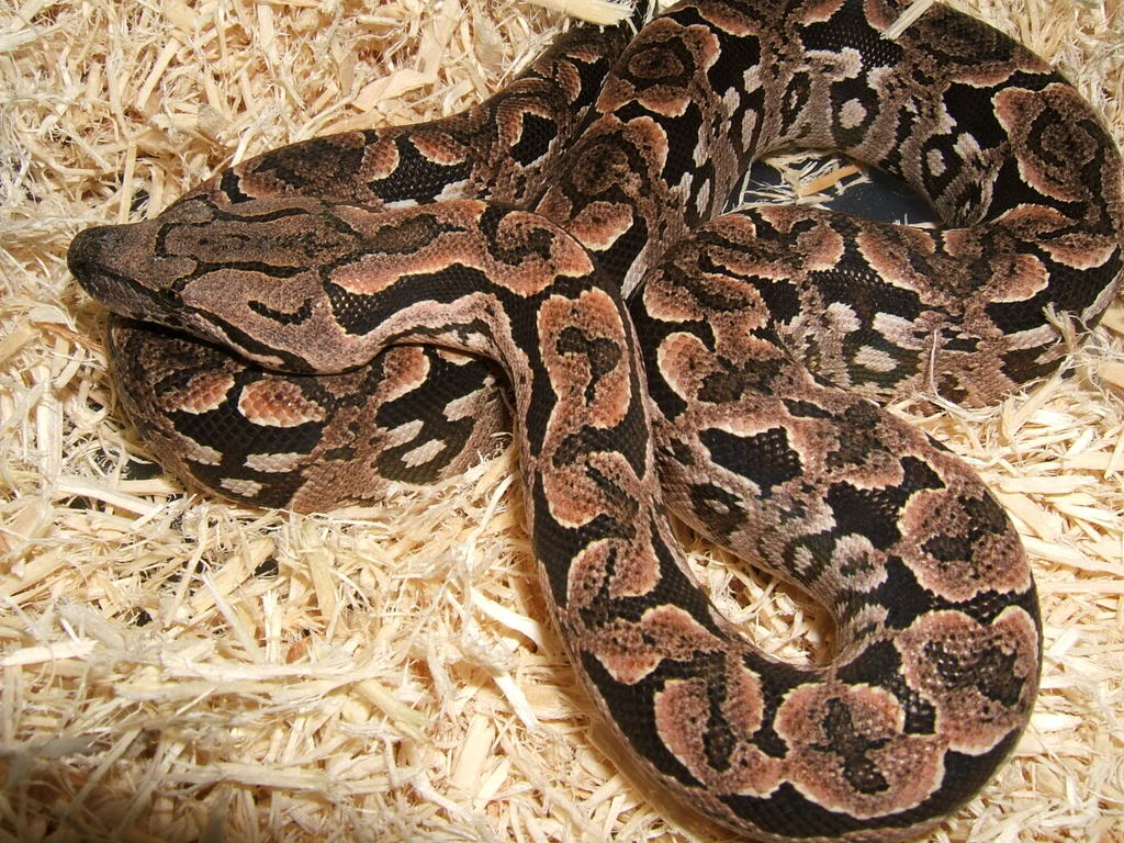 Dumeril's Boa | Snakes