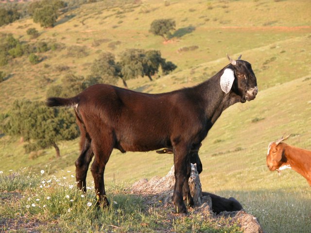 Cabra Negra Serrana
