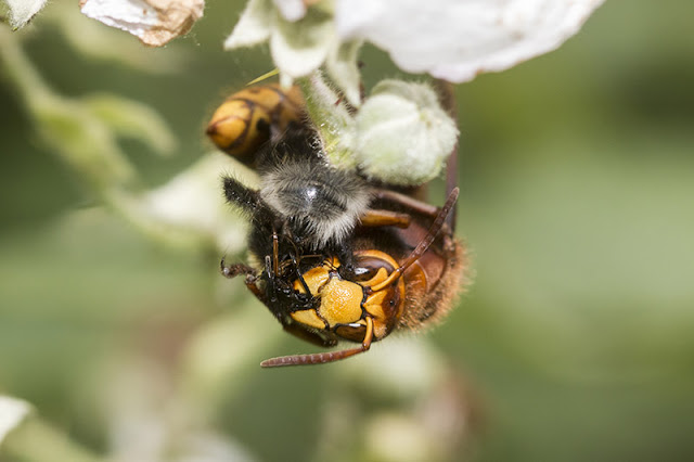 Hornet eating a Bee
