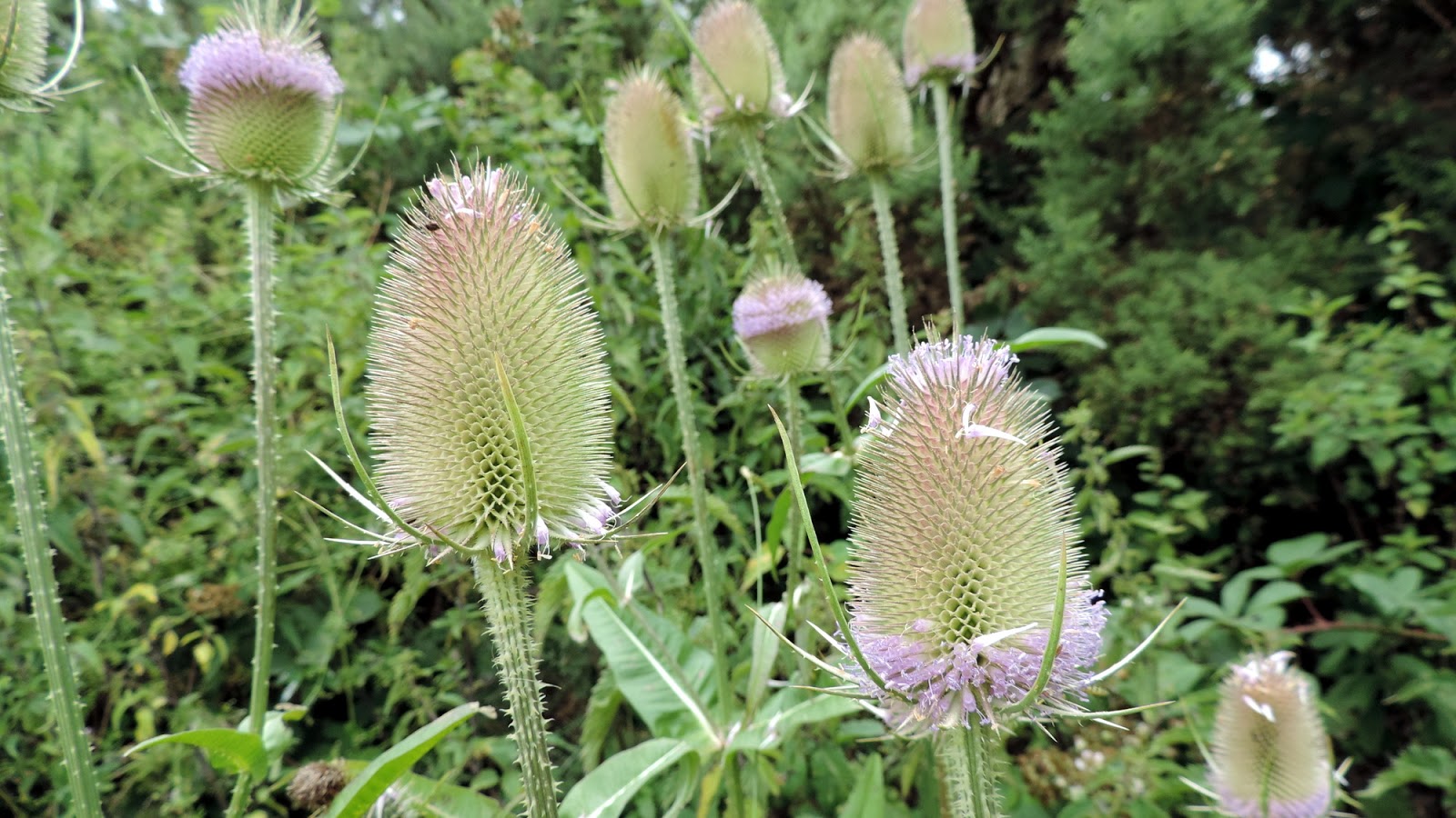 The Glebe Blog Wigtownshire Ramblers Cream O Galloway Circular August 2013