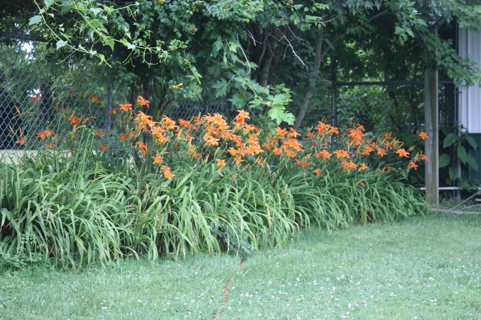 BASIL BECKY..... Gardening from the Heart Don't Ditch The "Ditch Lilies"