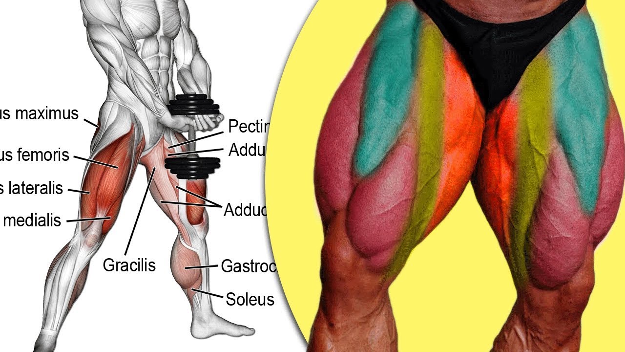 تقسيم عضلات الرجل وهنتعرف على تقسيم عضلات الرجل والتمارين المستهدفة لكل عضلة مهوس عضلات كمال الاجسام Maniac Muscle