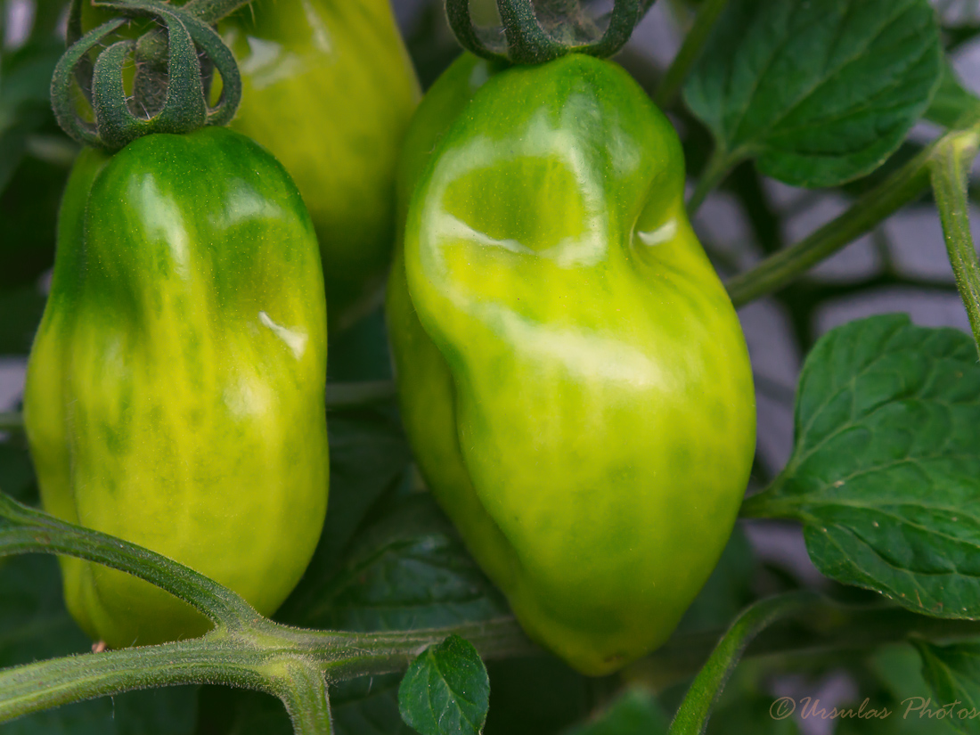 Garten Bilder: Tomaten