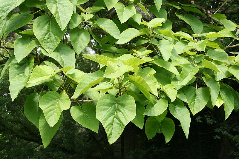 elarbolmiamigoencinarosa Paulownia tomentosa / Paulownia