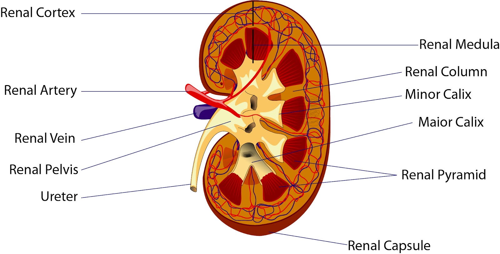 El Moderno Prometeo  Excretory System