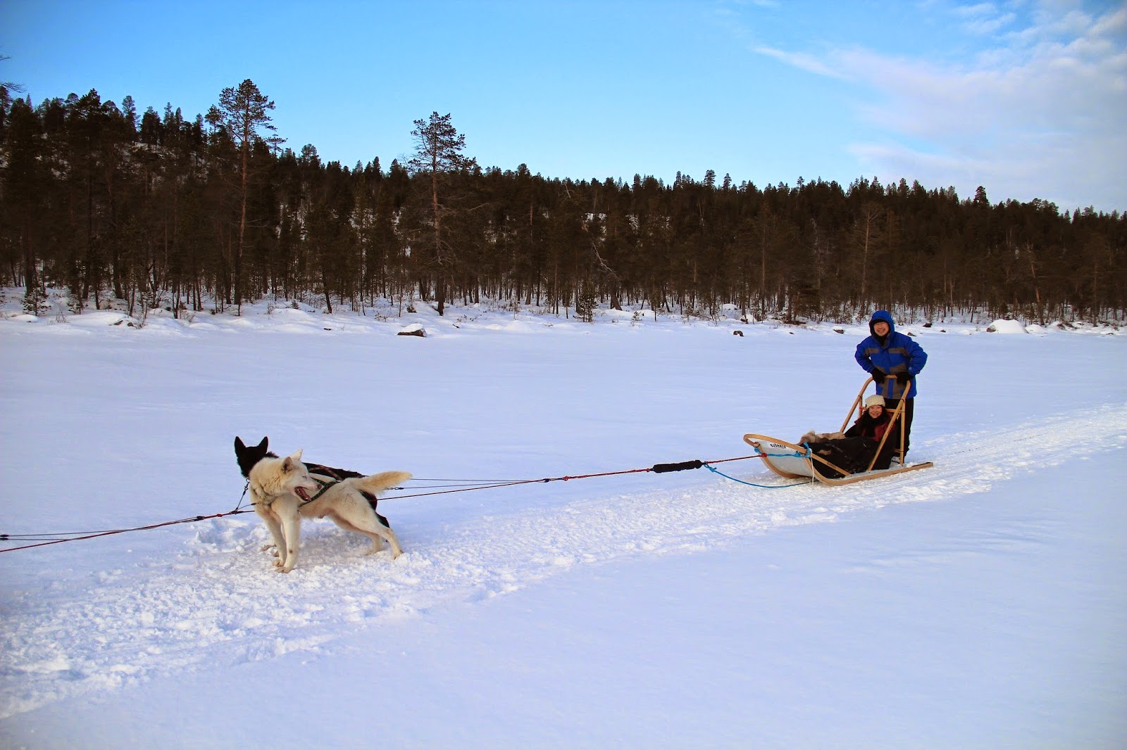 Jamie Husky Dog Sledding in Finland