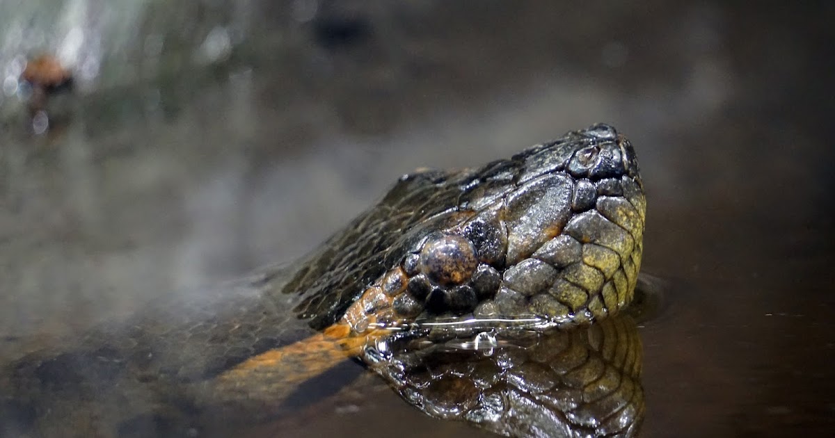 Water Snake Year Chinese Horoscope