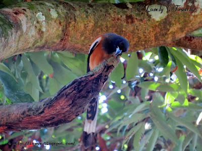 Rufous treepie - Dendrocitta vagabunda