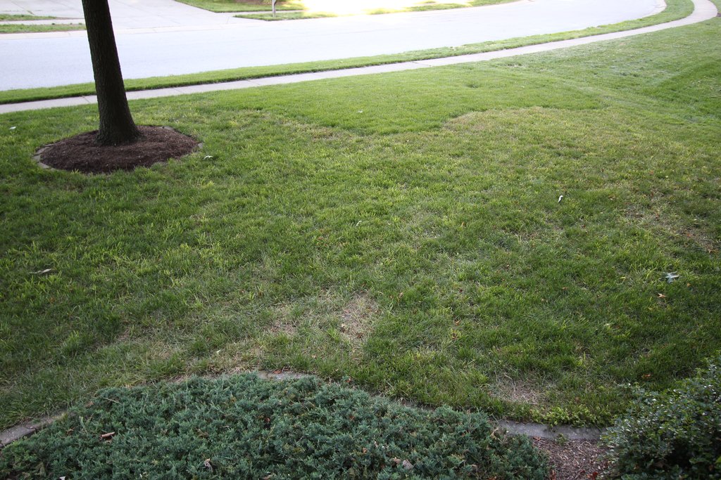 Adventures In Gardening The lawn looks terrible