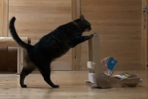 BLOG USANG: [ gambar dan Video] Kucing comel menolak troli