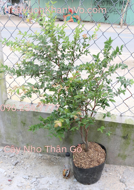 Thú nuôi, cây cảnh: Cây phong thủy nên có, Cây nho thân gỗ. Nho-than-go-13