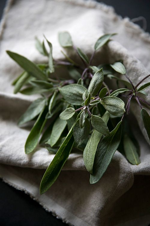 Greeker Than The Greeks 12 Important Aromatic Herbs of Ancient Greece