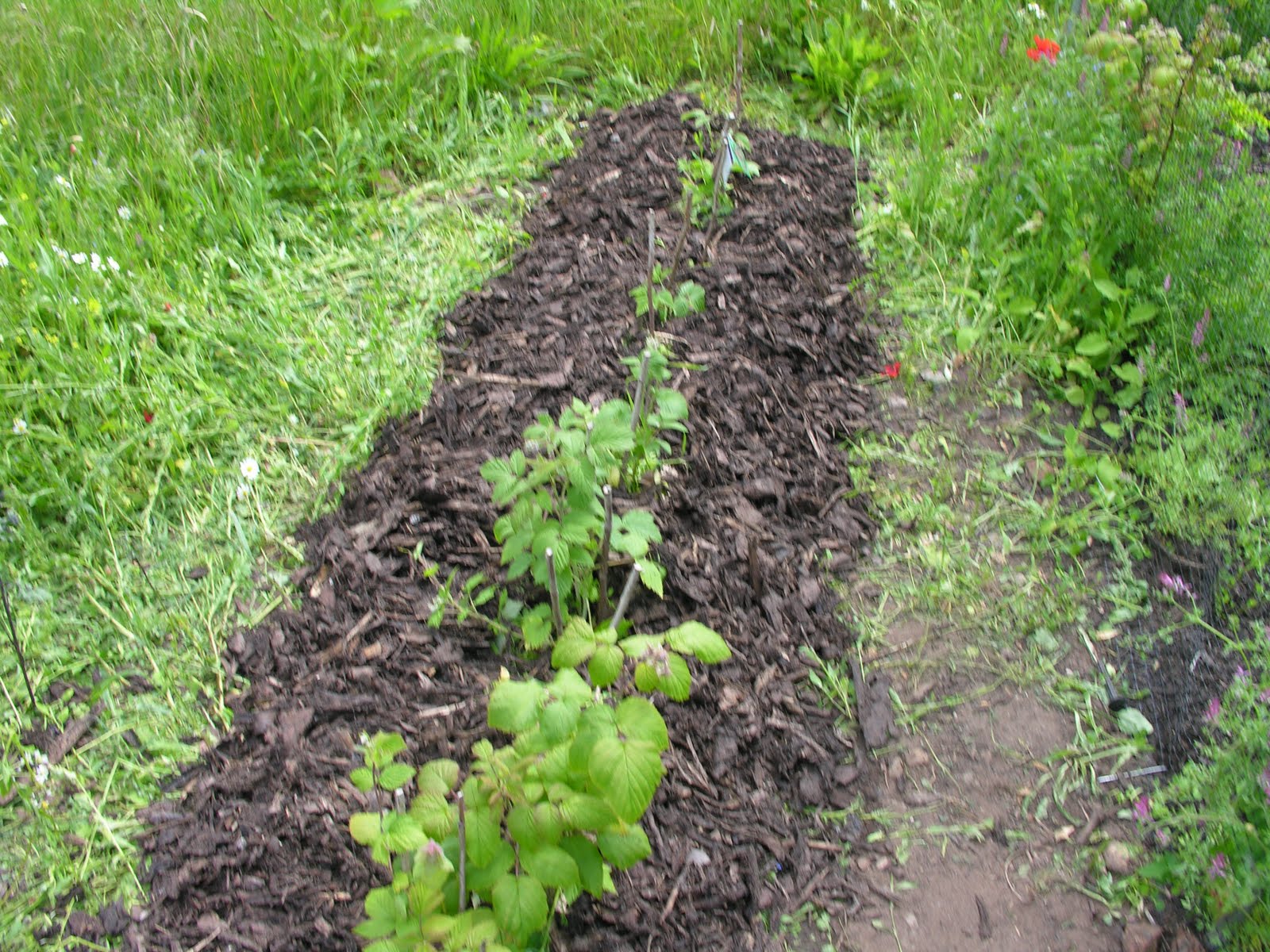 Windmill Community Gardens: A day of mulching, planting, weeding and ...