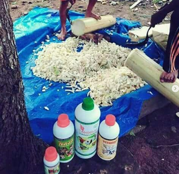 Membuat Pakan Kambing Fermentasi Hijauan Tips Ternak Kambing