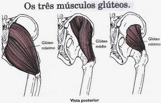 gluteo mayor y medio funcion