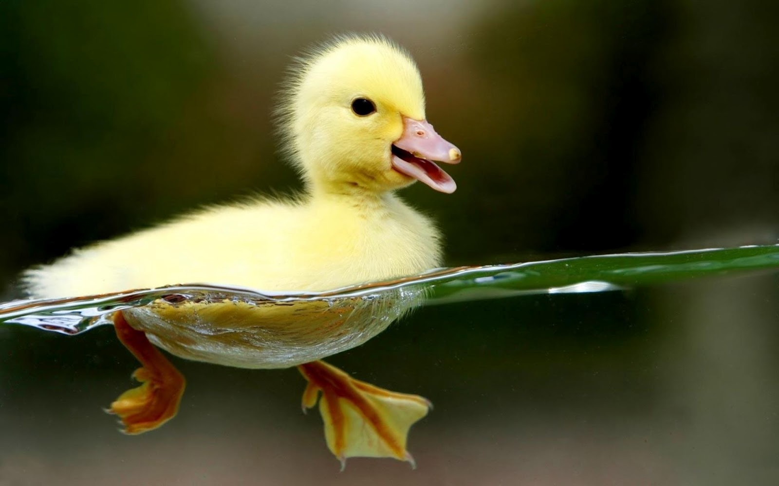 HQ Wallpapers Arena HQ Cutee Small Yellow Duck Wallpaper