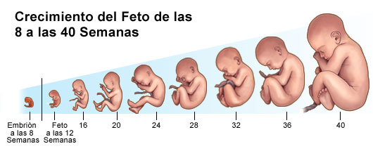 desarrollo bebe de 6 semanas