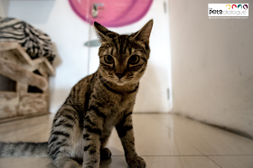 Tabby Cat cafe Indonesia Review 