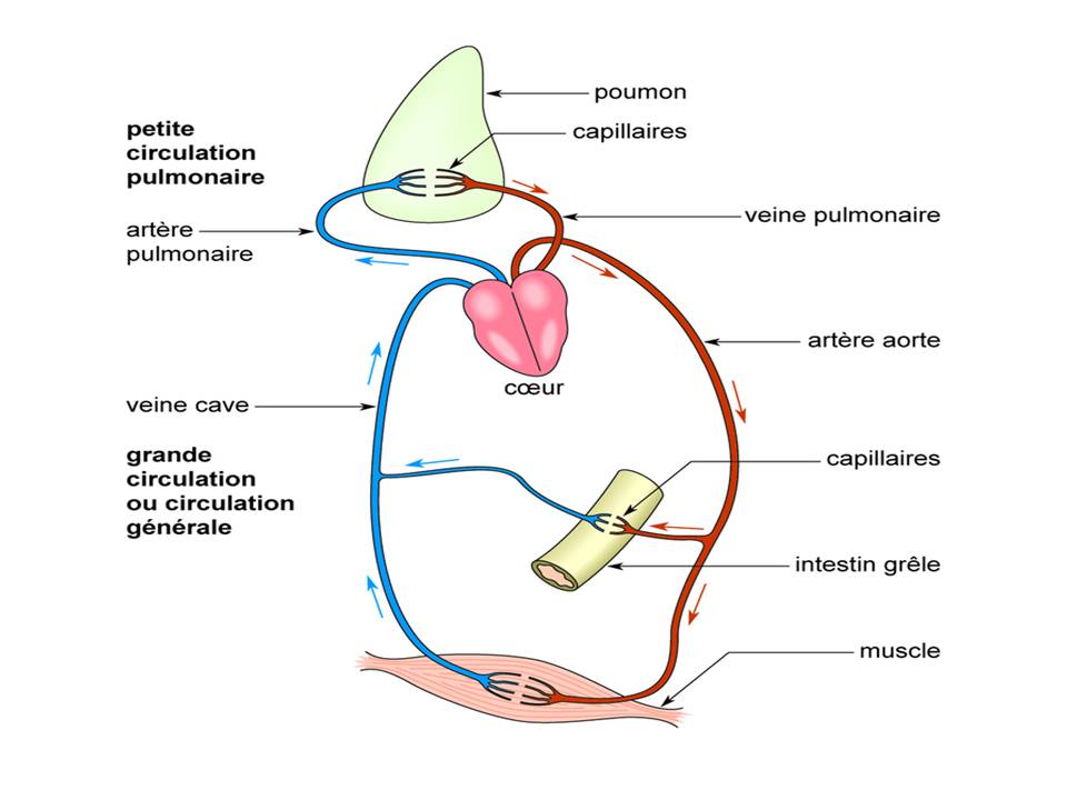 Formation infirmiers La circulation sanguine Formation infirmiers La circulation sanguine